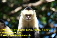 43973 21 012 Botanischer Garten, Roatan, Honduras, Central-Amerika 2022.jpg